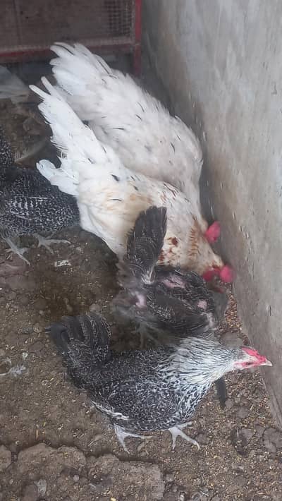 Hen and cages for birds