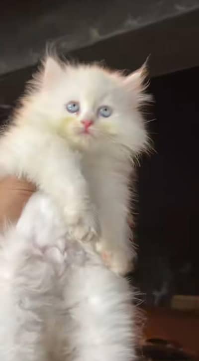Persian cat's vaccinated  healthy active/WhatsApp 03254583038