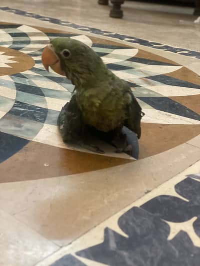 Baby Raw Parrot 4 Month Available