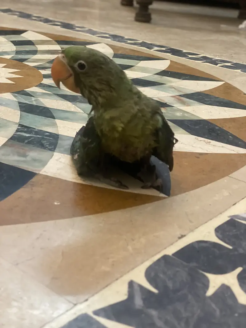 Baby Raw Parrot 4 Month Available