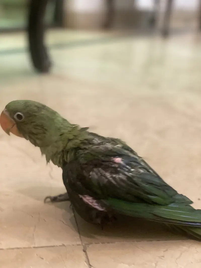Baby Raw Parrot 4 Month Available — photo 2