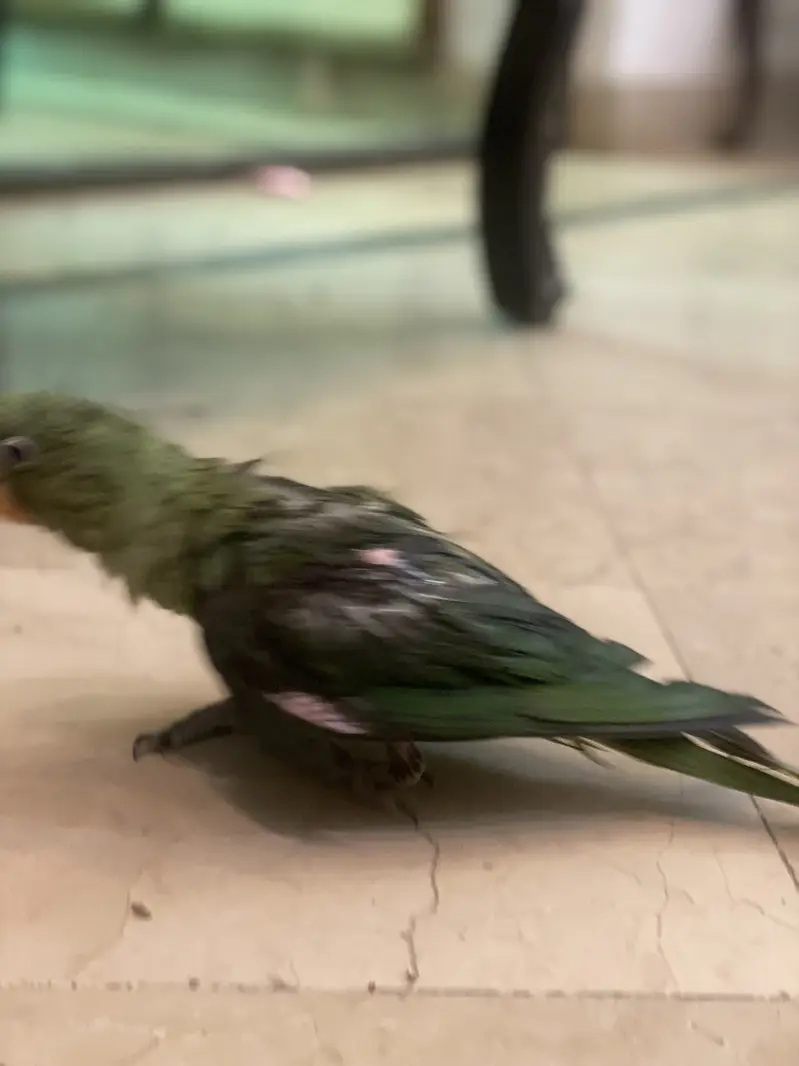 Baby Raw Parrot 4 Month Available — photo 3