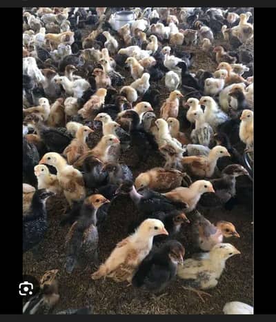 golden misri for sale