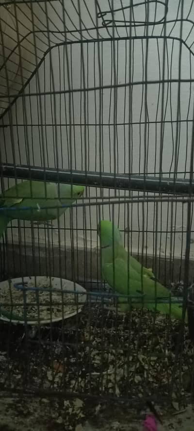 Raw parrots