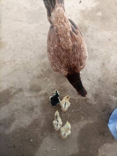 Aseel Murgiyan 4 chicks for sale