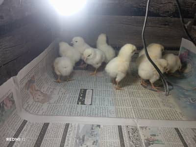 Day Old to 1 Month Sussex Heritage Chicks available