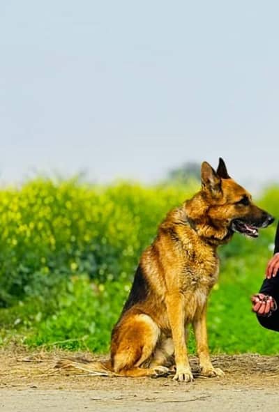 orignal German shepherd trained dog