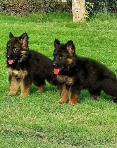 German Shepherd puppies 92@3305406115