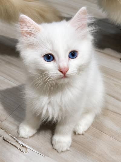 white Triple Coated Fluffy  pershian kitten Blue eyes