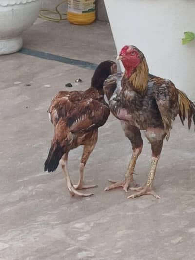 2 murgian 1 murga