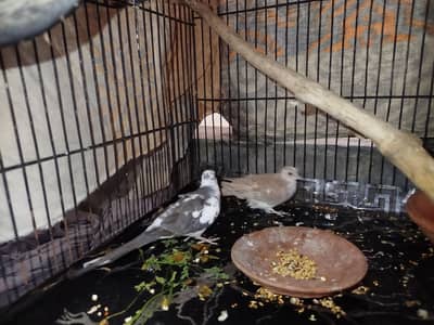 diamond doves pair