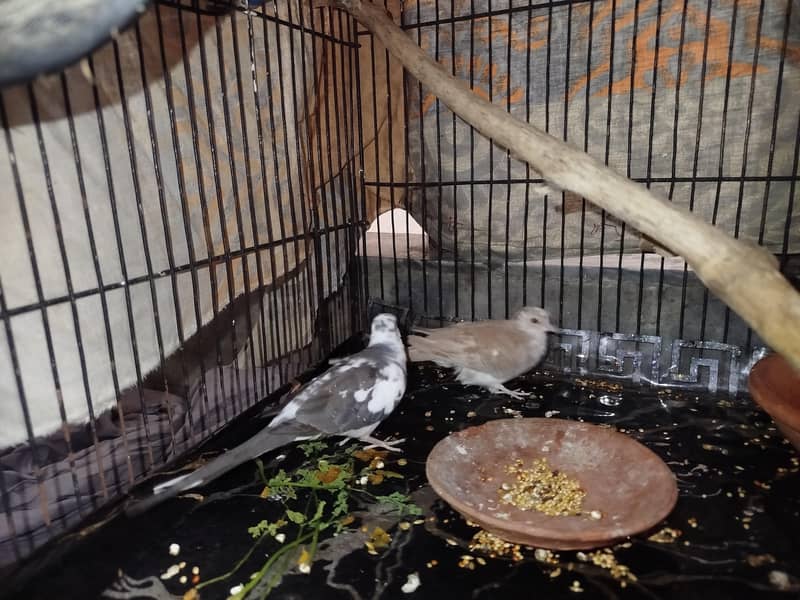 diamond doves pair 0