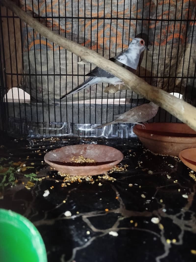 diamond doves pair 1