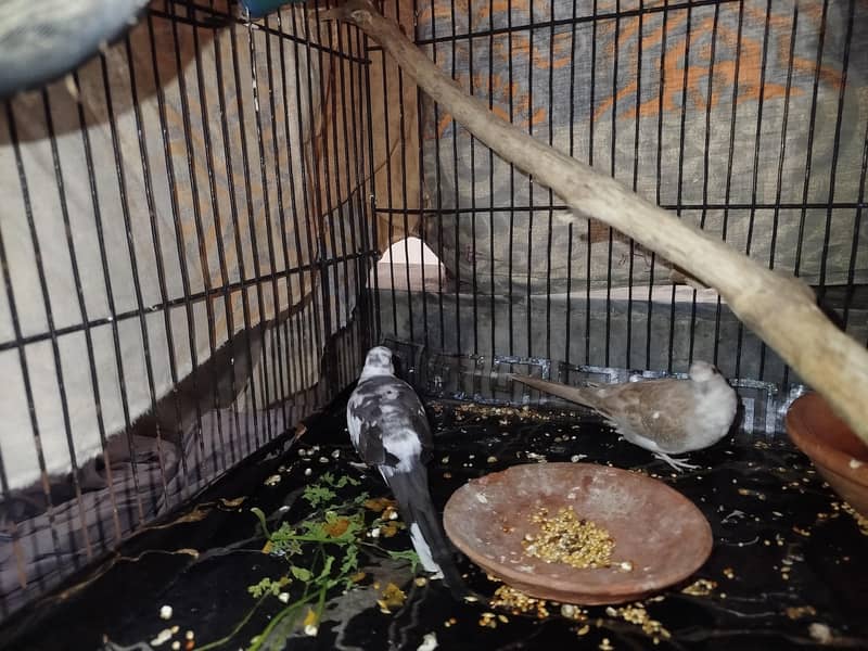 diamond doves pair 2