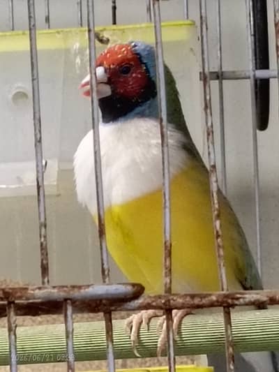 Gouldian finch