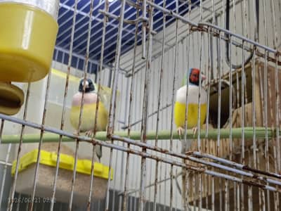 Gouldian finch