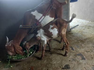 Bakri and Bakra sale for sale  03077004931