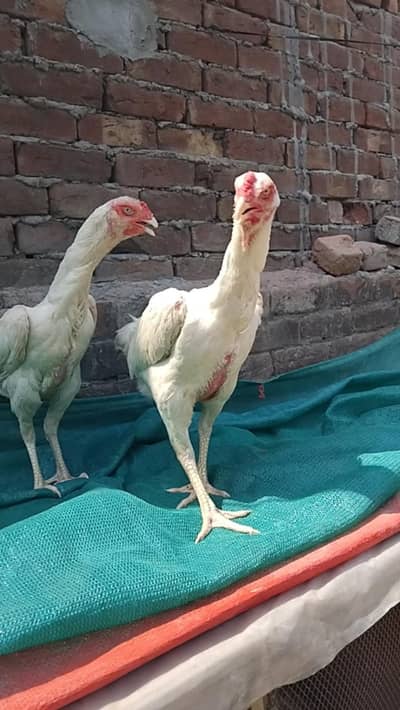 pure white oh shamo female