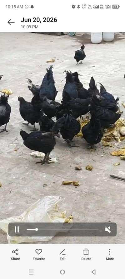 ayam cemani chicks for sell quality a+03134223143 number