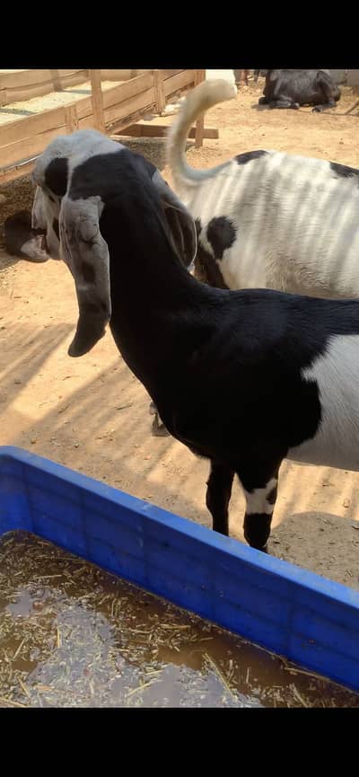 we have more than 30 goats in our farm