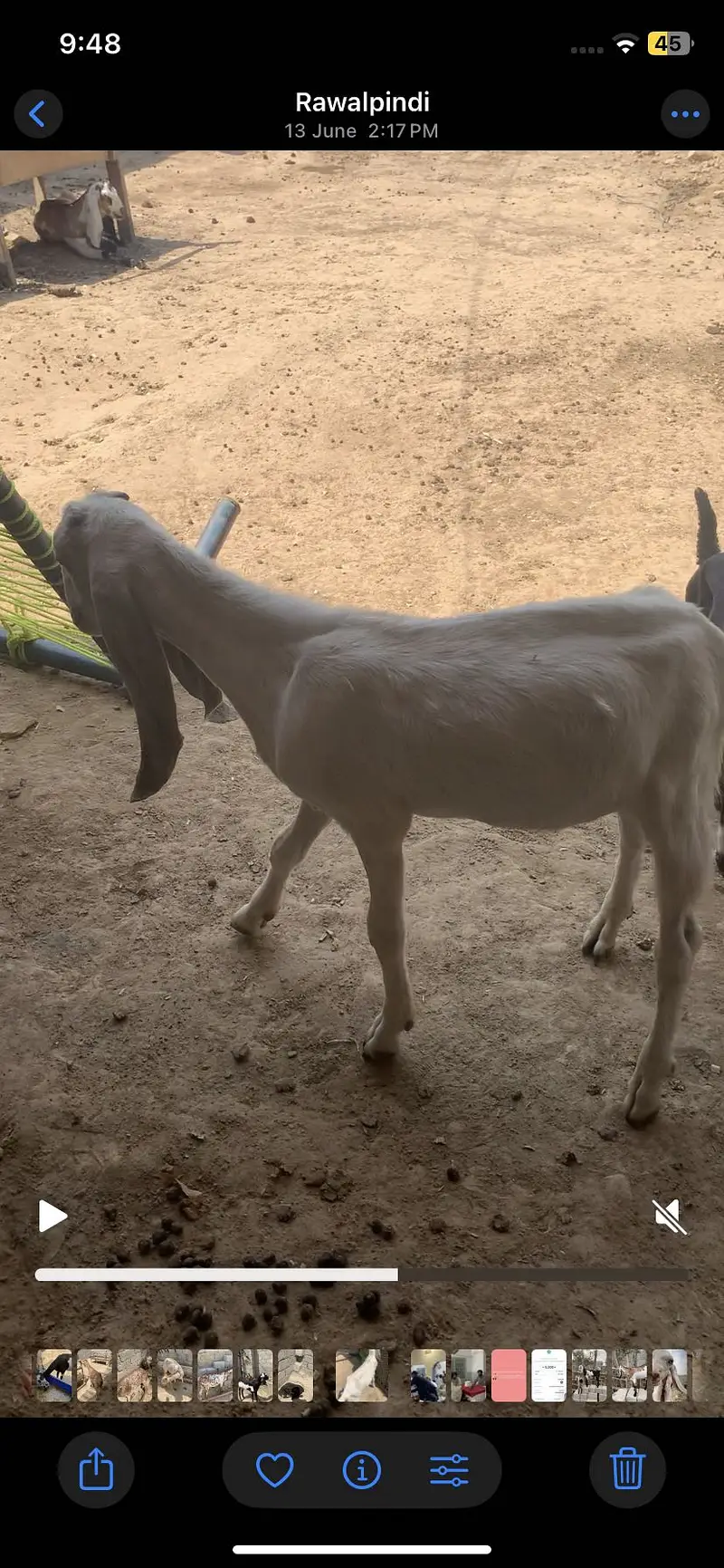 we have more than 30 goats in our farm — photo 2