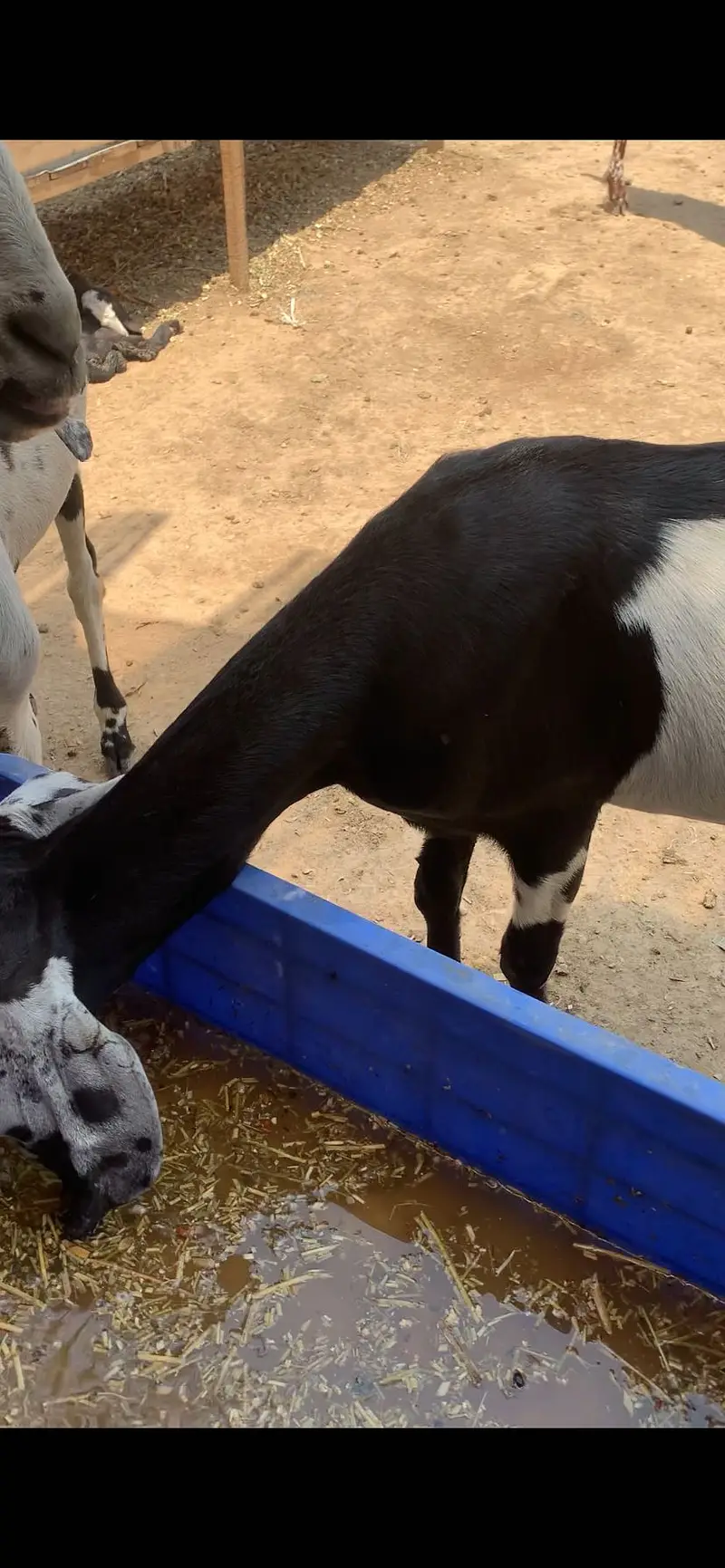 we have more than 30 goats in our farm — photo 5