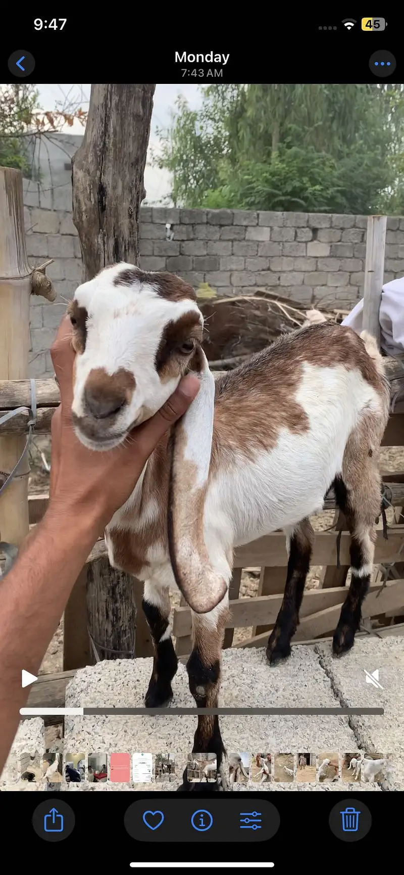 we have more than 30 goats in our farm — photo 6