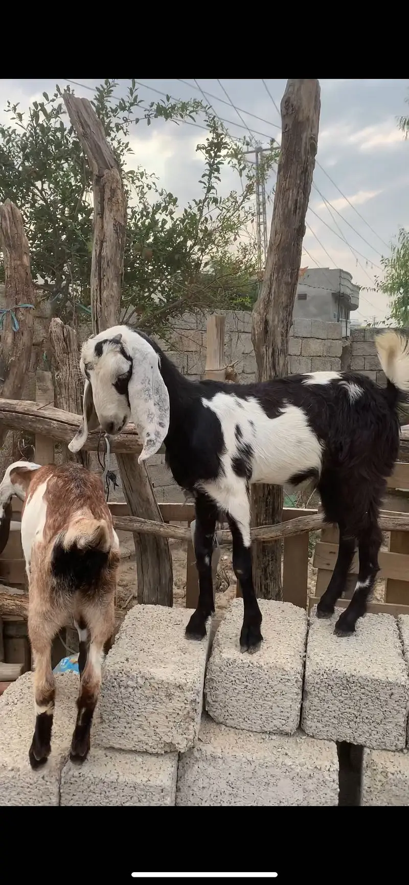 we have more than 30 goats in our farm — photo 7