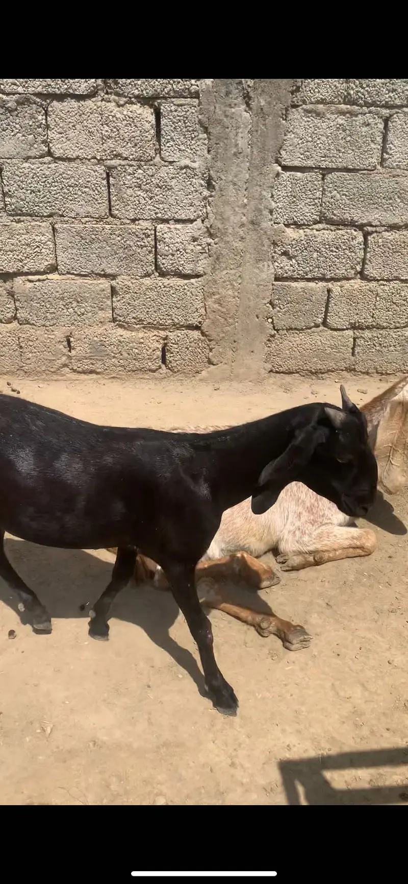 we have more than 30 goats in our farm — photo 8