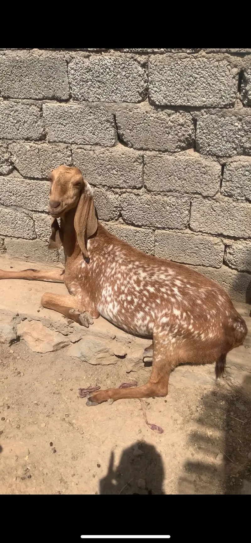 we have more than 30 goats in our farm — photo 9