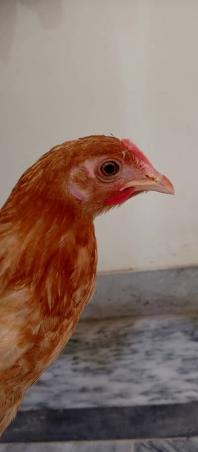 Desi only one chick for sale