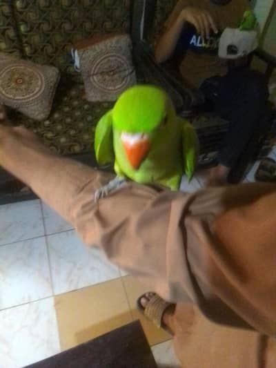 parrot for urgent sale