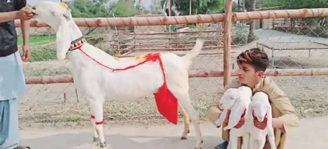 2 bacchon wali Bakri For sale WhatsApp 03106417029