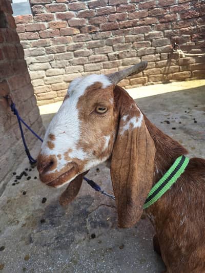Makhi cheni breed