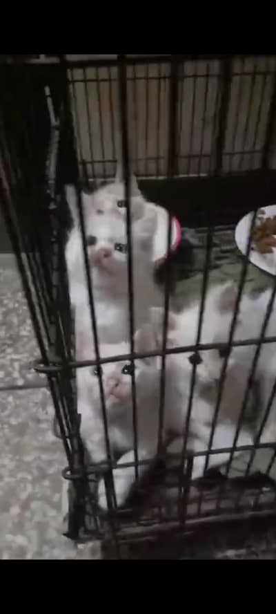 Cat for free
