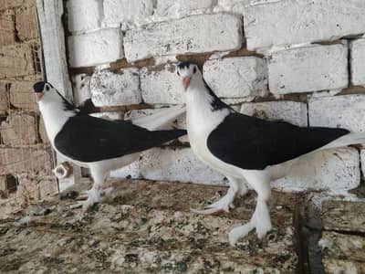Black Sherazi Pigeon Fancy Kabootar Pair