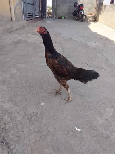 aseel mainwali female