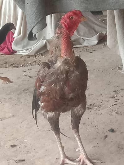 Indian thikker
