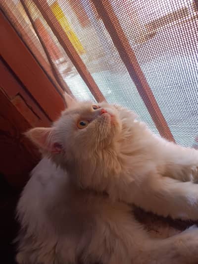 urgent persian cat for sale