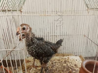 Aseel chicks pair