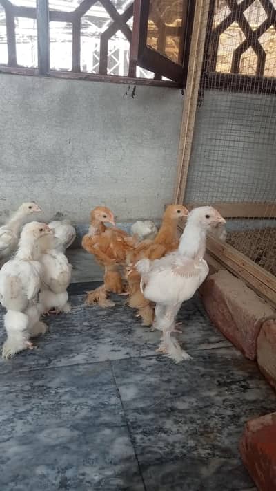 white or golden heavy Cochin chick