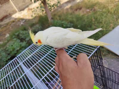 3to 4 months cocktail lutino with 3 portion cage