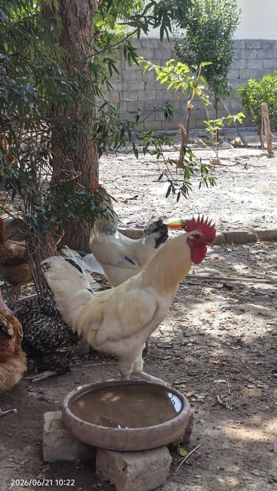 Egg laying hens for sale