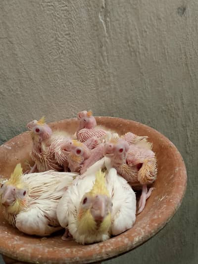 cocktail love birds