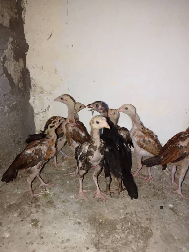 chick 2
