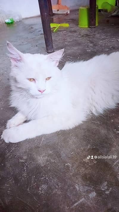 White Persian cat