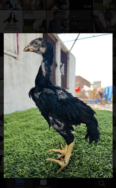 Aseel/Aseelmushka/Aseellassani/chicks/thai/Murga