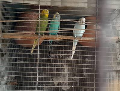 4_ Australian parrots