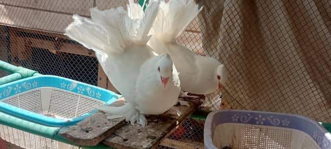 faril,l fantail and swallow