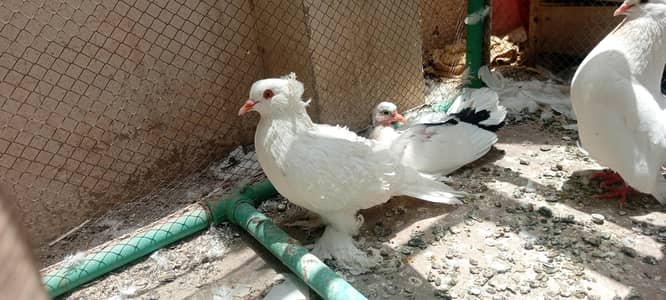 faril,l  swallow